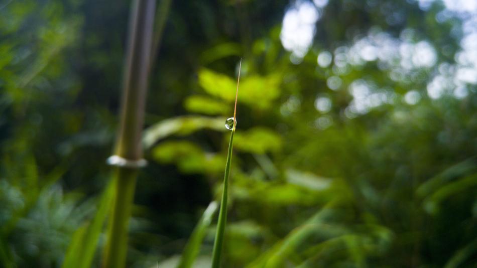 Plant Leaf Nature