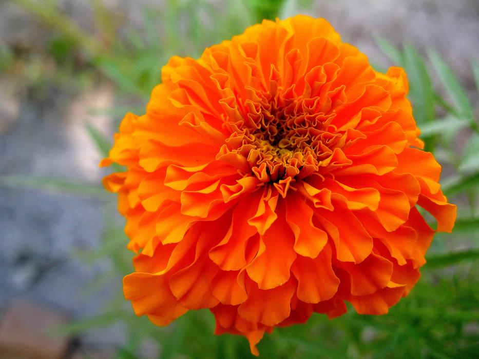 Flower Nature Flora