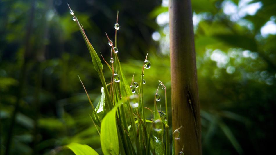 Leaf Plant Nature