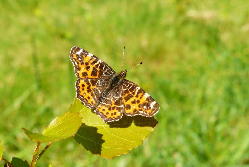 Nature At The Court Of Summer