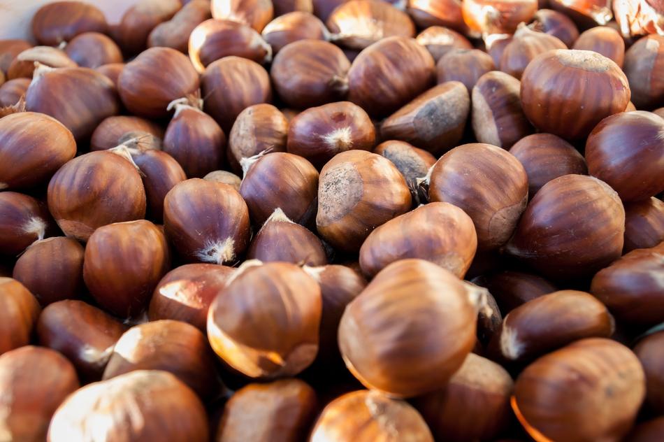 Chestnuts Plant October