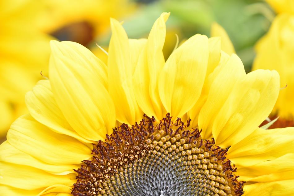 Nature Flora Flower