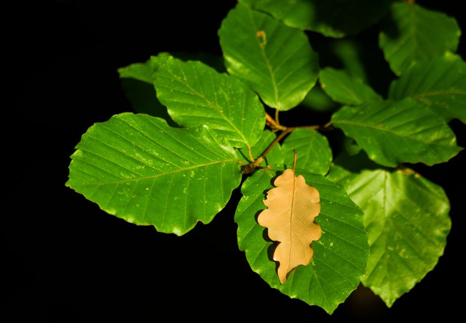 Leaf Nature Plant