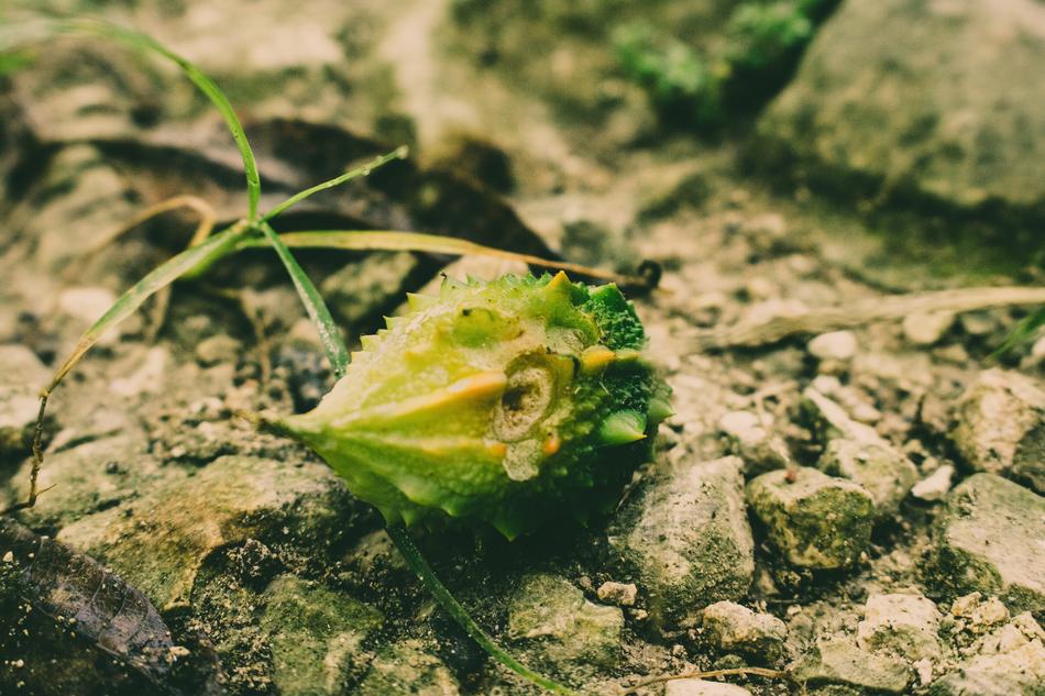 Nature Leaf Flora