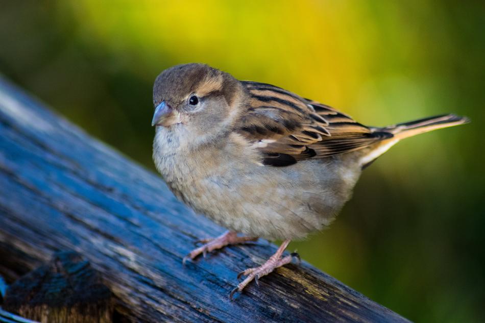 Wildlife Nature Bird