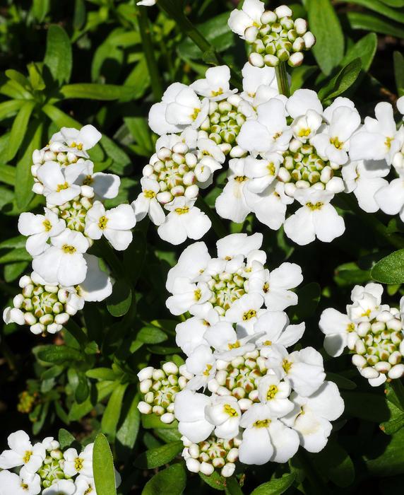 Flowering Ground Cover Many