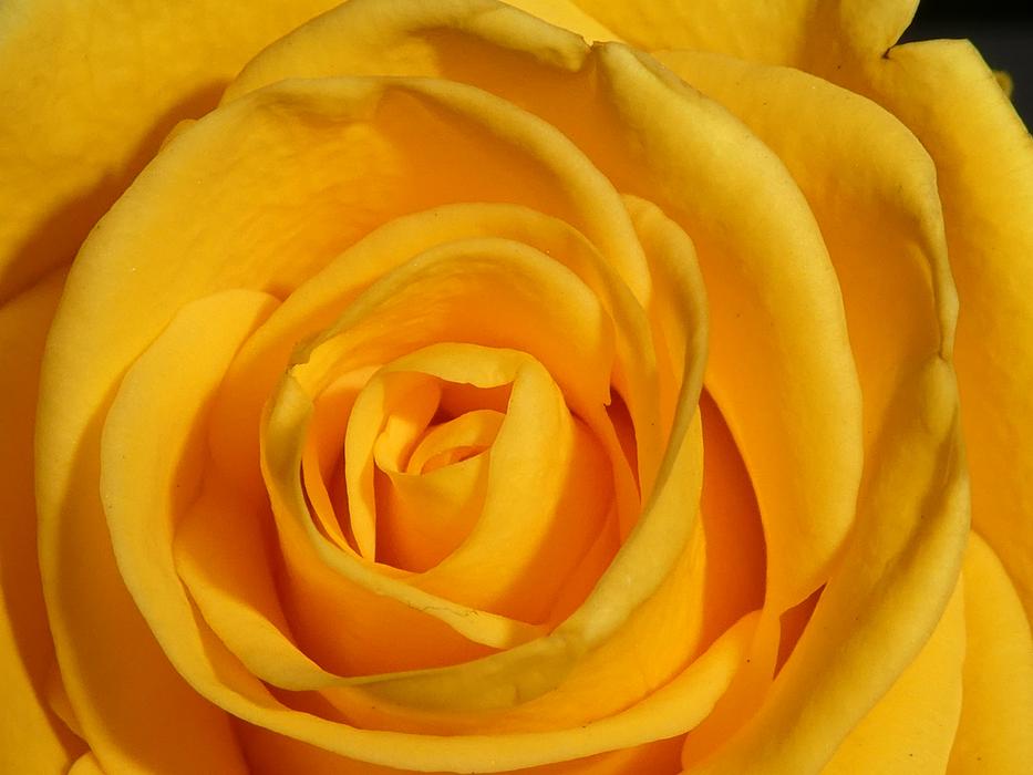 Rose Blossom Bloom