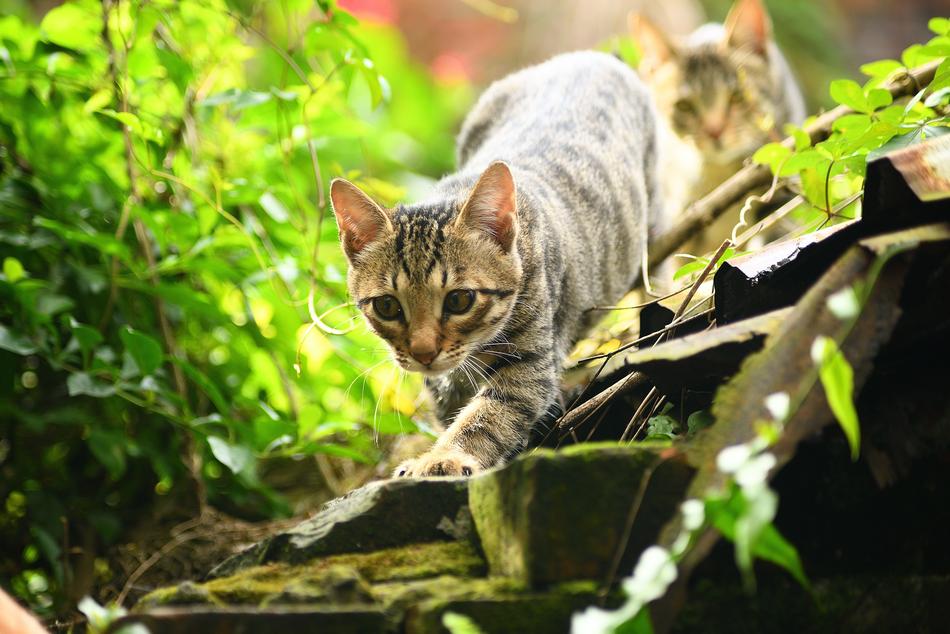 Nature Animal Cute