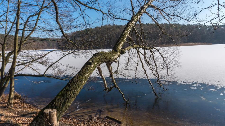 Tree Nature Waters