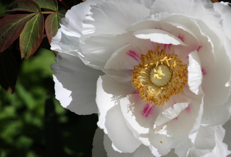 Flower Bloom