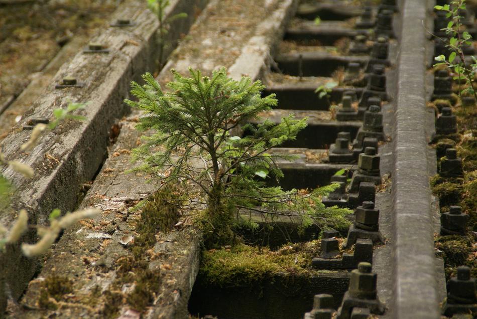 Tree Rail Moss