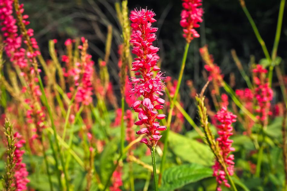 Plant Nature Flower