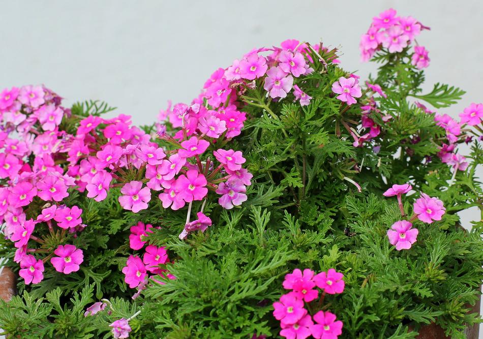 Tiny Flowers Pink Flower