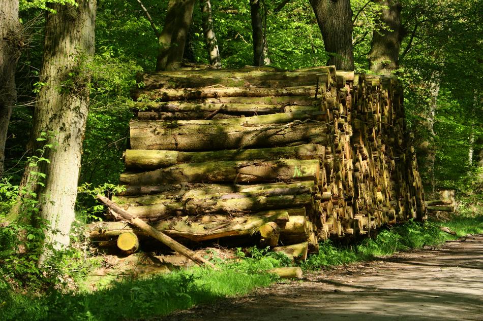 Wood Nature Tree