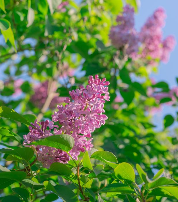 Lilac Flowers Spring