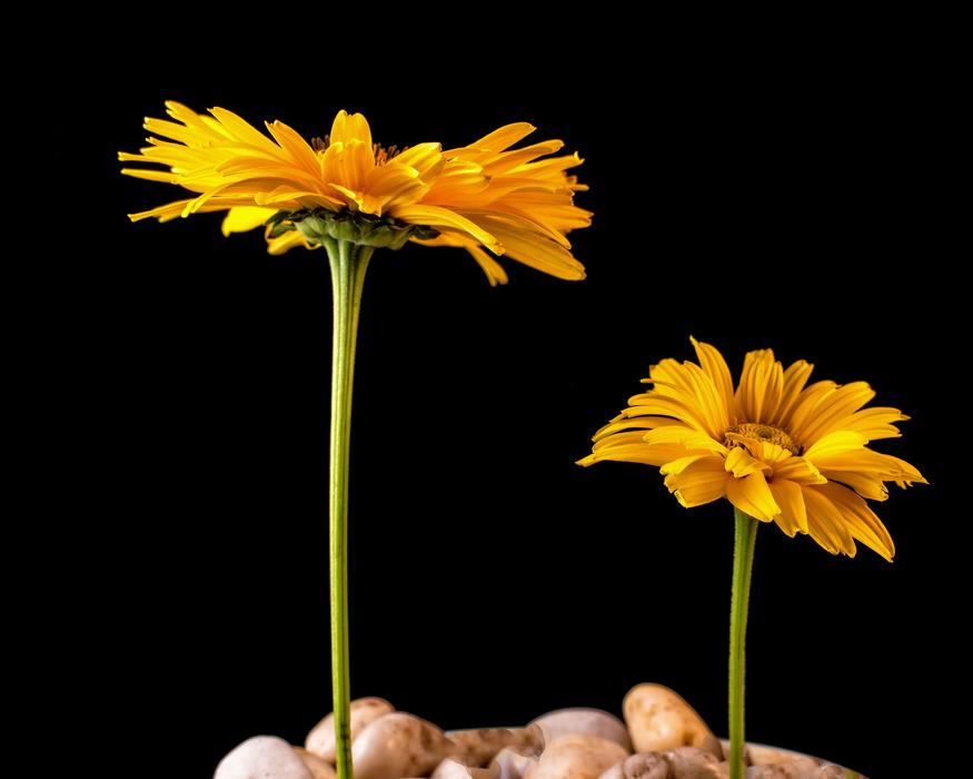 Nature Plant Flower