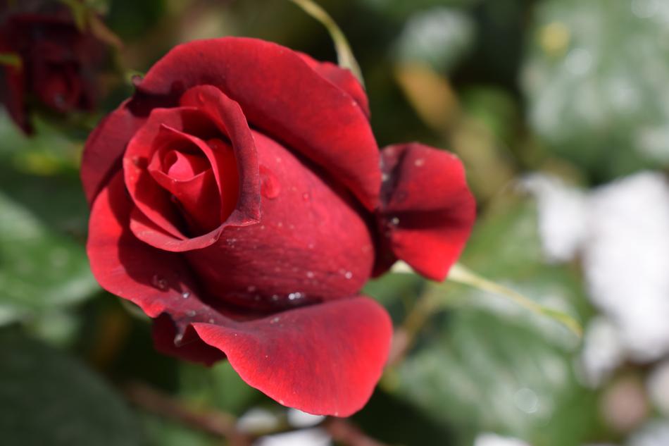 the red rose is gorgeous