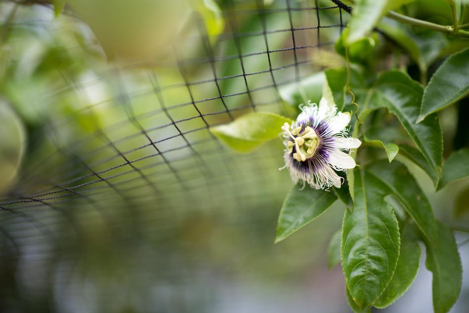 Taiwan Fruit Flower Passion