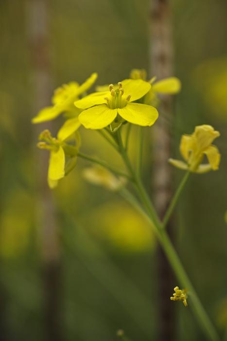 Flower Yellow Macro