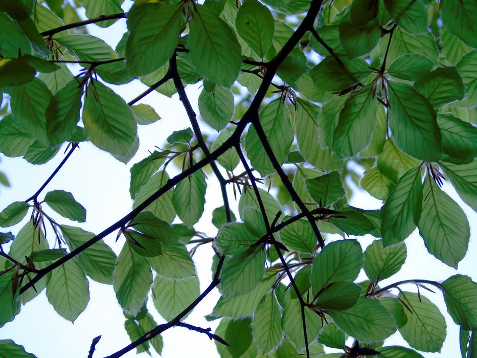 Leaf Nature Flora