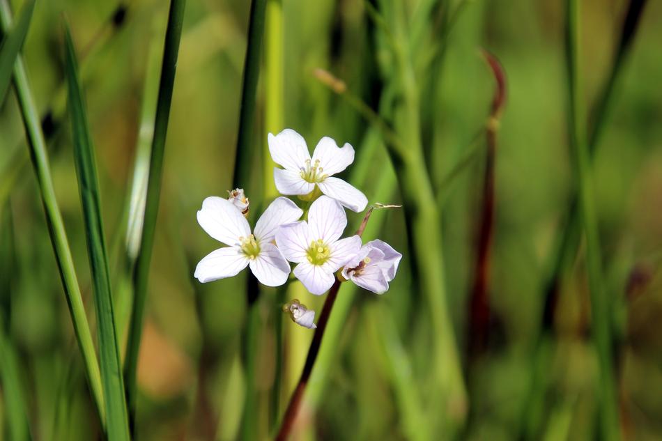 Flower White Nature