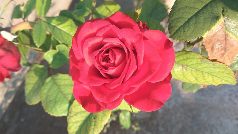 Flower Nature Rose