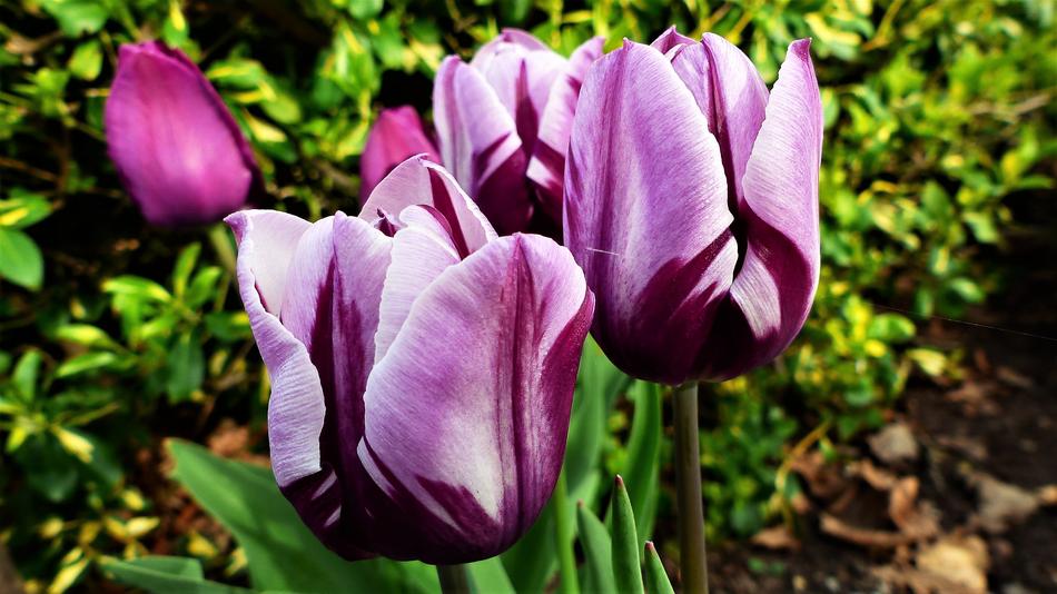 Flower Nature Plant