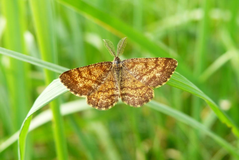 butterfly on the green bright grass