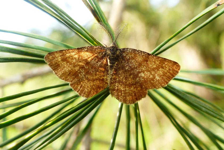 Nature Tree Pine