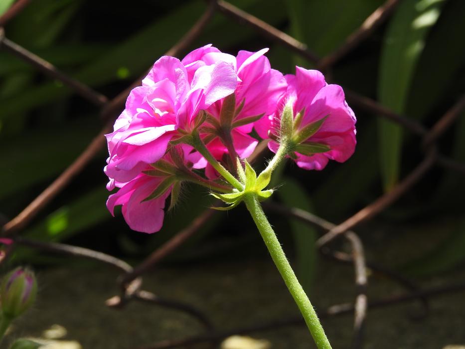 Nature Flower Plant