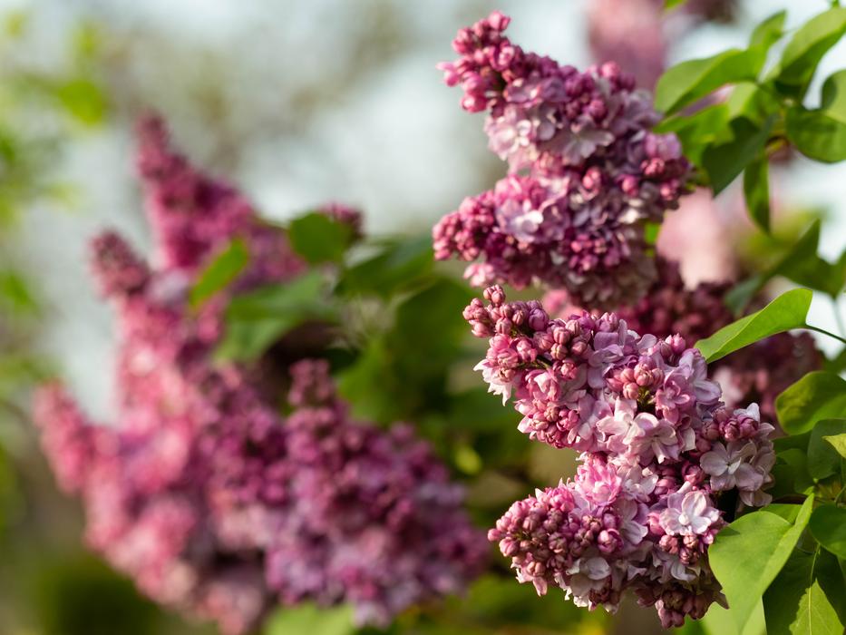 Without Lilac Plant