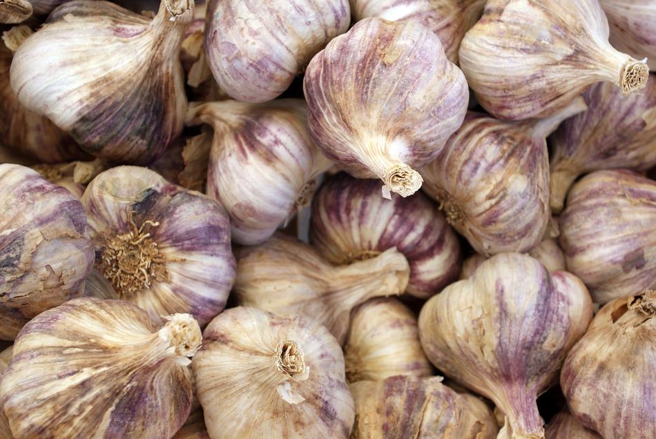 fresh garlic harvest