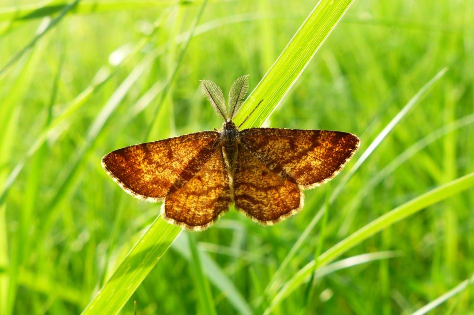 Butterfly Day Nature Insect