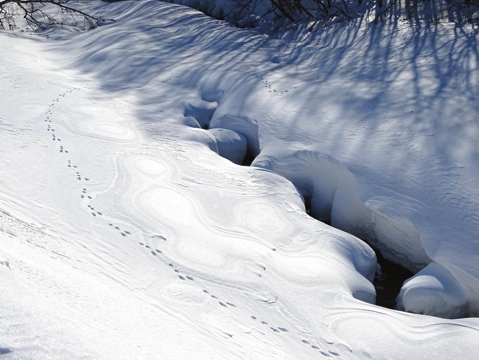 Forest River Winter
