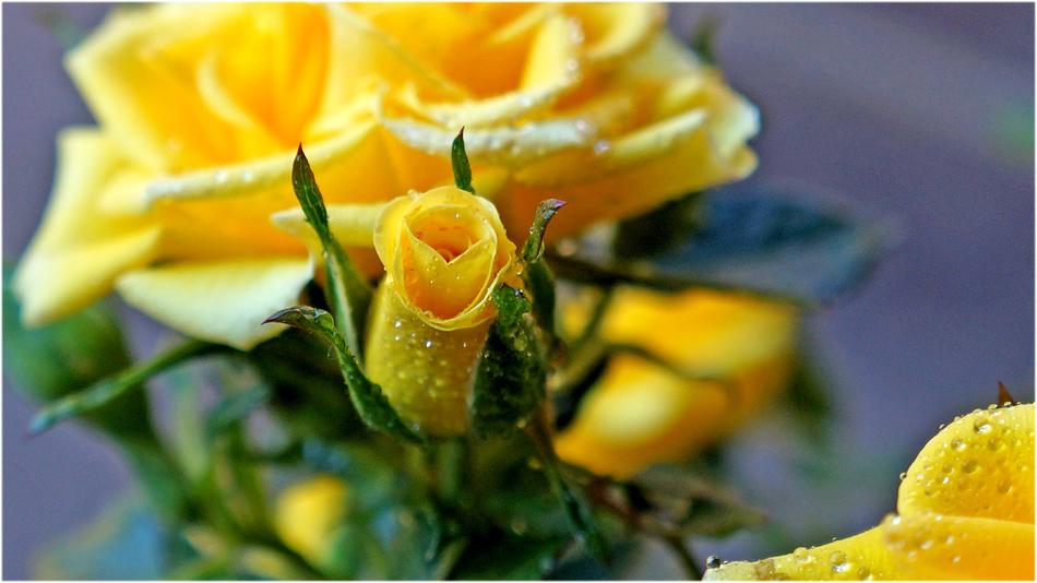Flower Nature Leaf