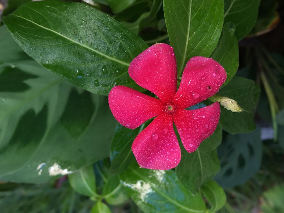 Fuchsia Flower Drops Petals