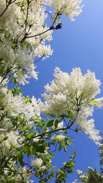 Tree Season Nature