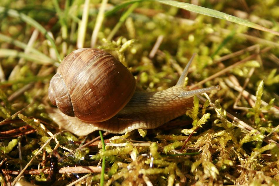 Slow Slippery Snail