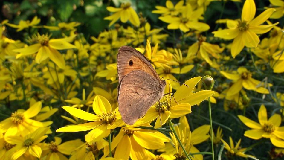 Nature Flower Butterfly