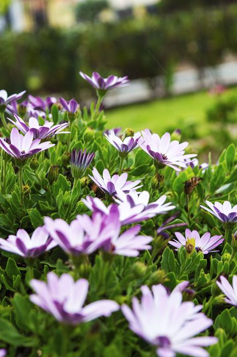 Flower Plant Nature