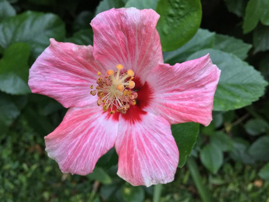 Ibisco Pink Pistils
