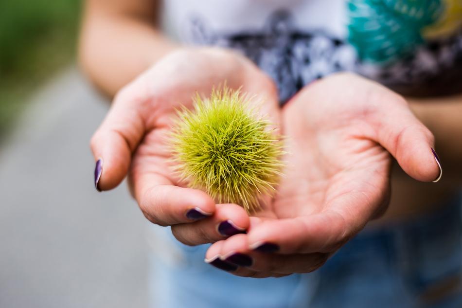 Nature Outdoors Chestnuts