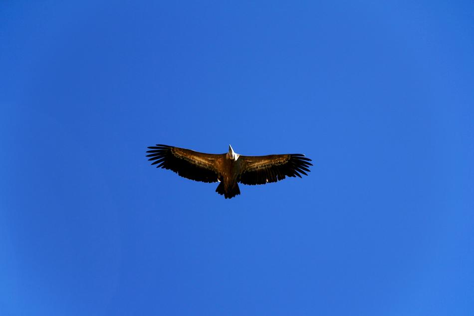 Birds Bird Of Prey Wild Life
