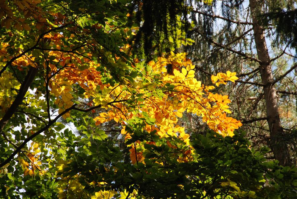 fall tree in the woods in the meadow