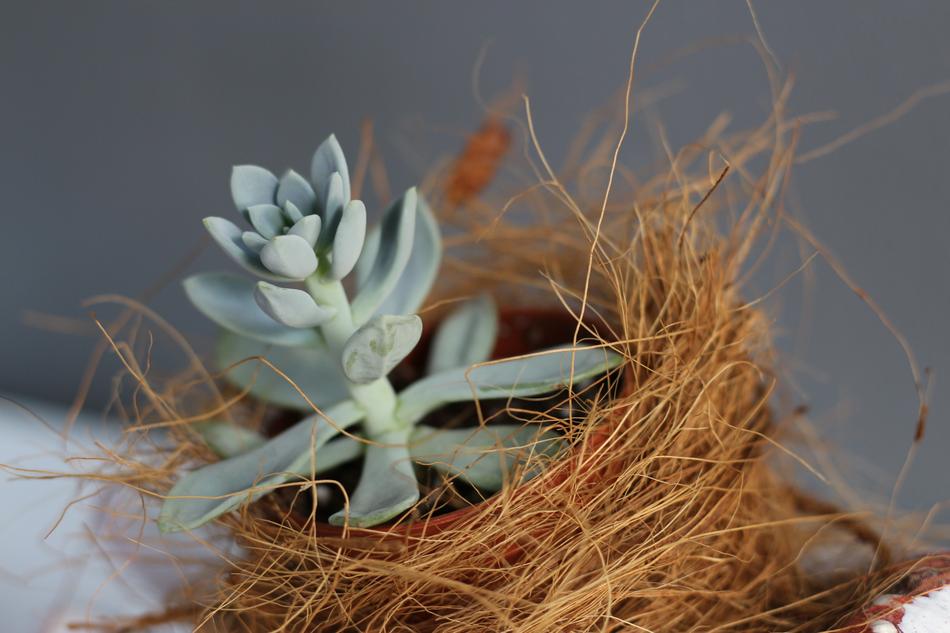 Nature Flora Desktop