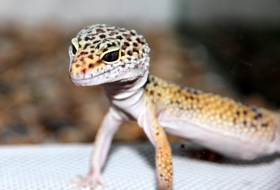 Lizard Ablefor Eublepharis