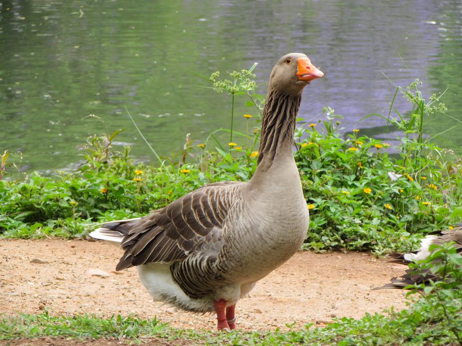 Nature Birds
