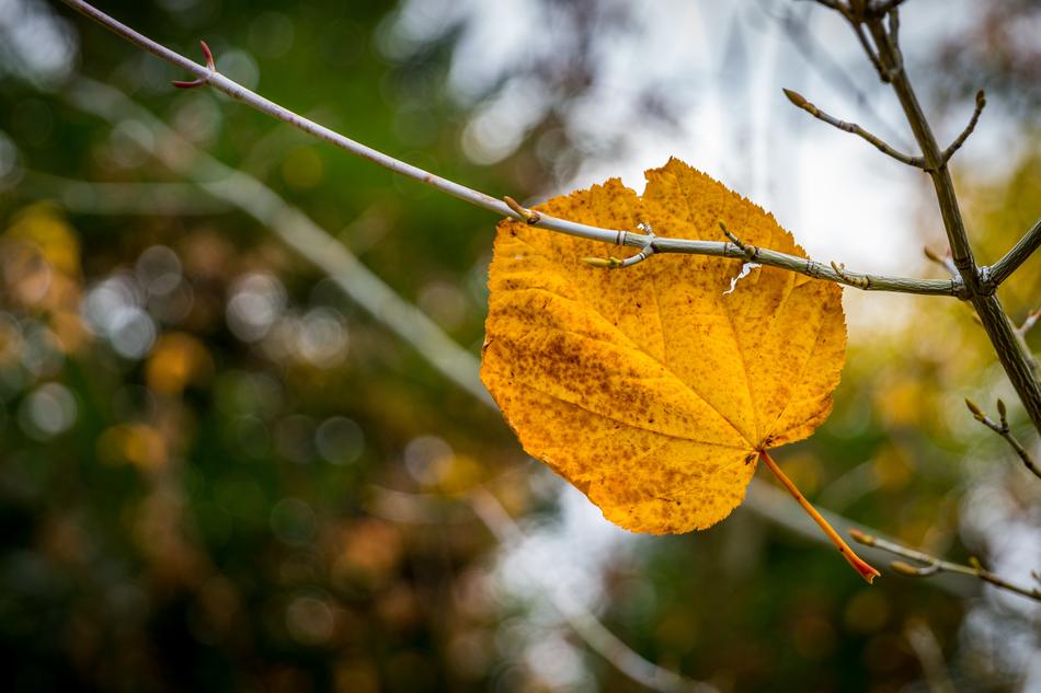 Nature Sheet Tree