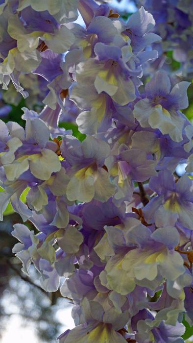 Paulownia Tomentosa Chinese