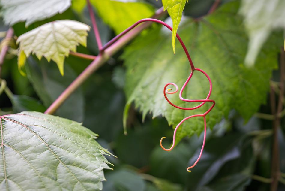 Sheet Nature Plant